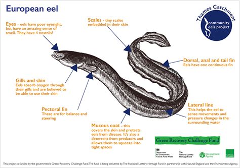 Dogface wotcj eel: the secret life of a nocturnal predator